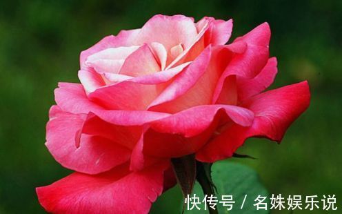 花期|家养这些植物,阳台开出花海,开花一茬接一茬,瞬间变得高大上