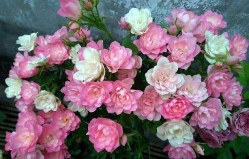 这花开花真勤快,一年开花不停,一株多色形如荷花,易养易爆盆