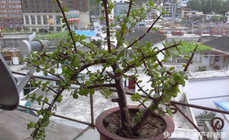 盆栽|养好金枝玉叶简单,注意3点,盆栽有状态、更漂亮,易成老桩