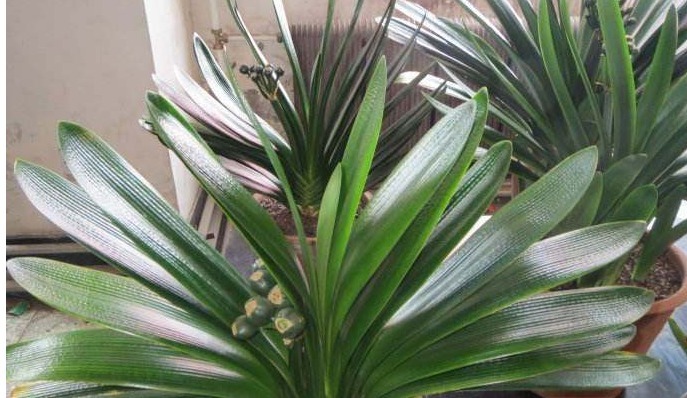 浇水|家里养君子兰,用以下方法,长的根深叶大,侧芽多,开花多!