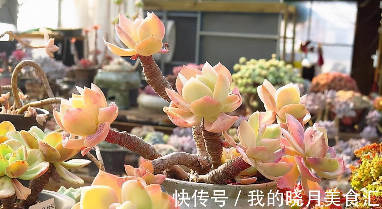 越养越丑的“三多肉”，已经拉入新手黑名单，别再把它们当作宝