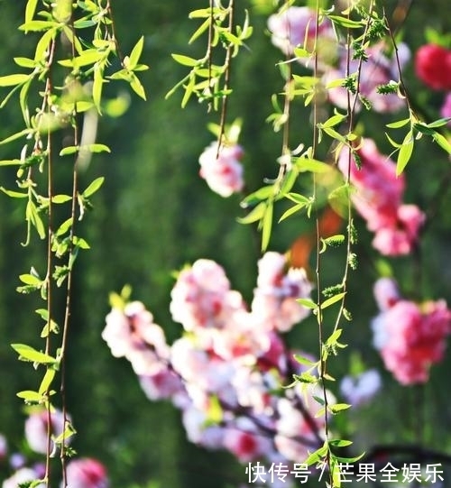 迎春$七言律诗一首:迎春