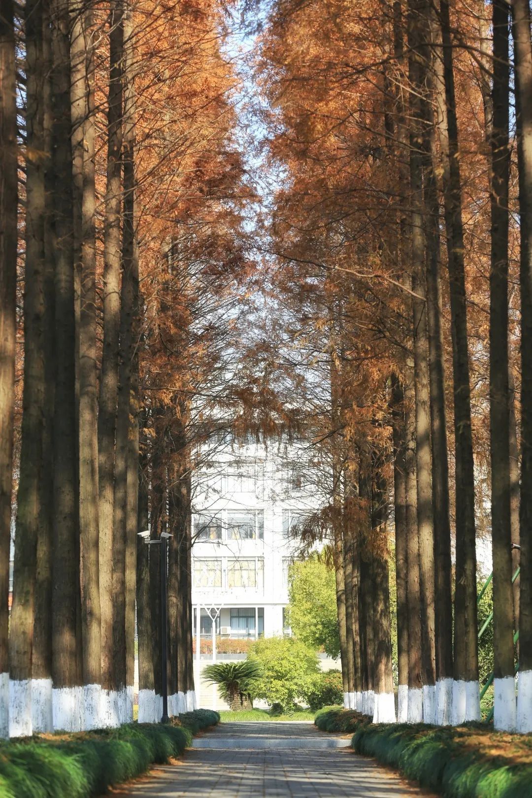 浙江水利水电学院|钱塘大学城秋景，美出圈！