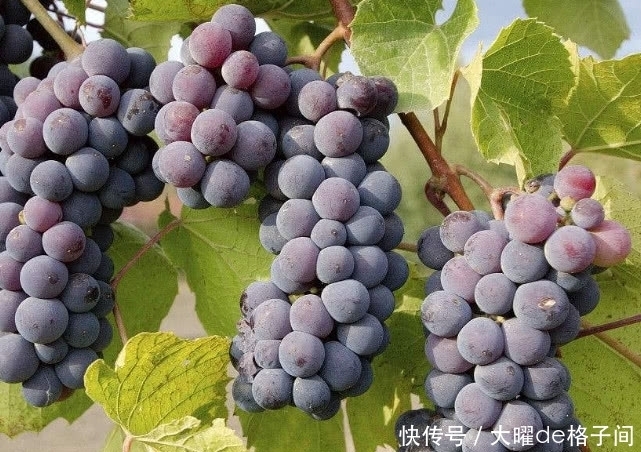 悄悄|血脂高怎么办?建议多吃这几种食物,血脂会“悄悄”降下来!