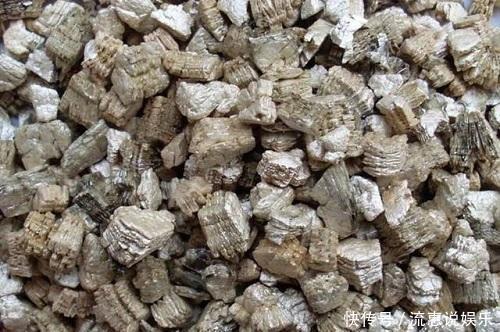 这种养花好料知道的人很少,土里加一点透气又保温,扦插时也有用