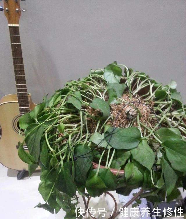 养花杀手的“臭毛病”,怪不得总是养死花,看看你占了几条!