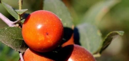 失眠|天然的“安眠药”终于出现了, 睡前吃一点, 让你沾床就睡不是梦!