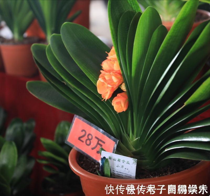 5种“长命花”,富贵又吉利,越养越值钱,赶紧养一盆做传家宝