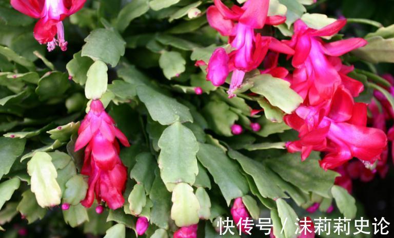 养花试试这几款，是集食用、药用、美容、观赏于一体的新植物