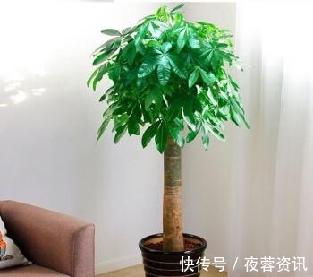 黄叶|花店买花老养死,因为老板太黑心老板不是我黑心,是你不会养