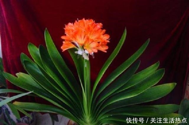 君子兰长势慢，别傻傻直接施肥，这点是重中之重，能让它轻松旺盛！