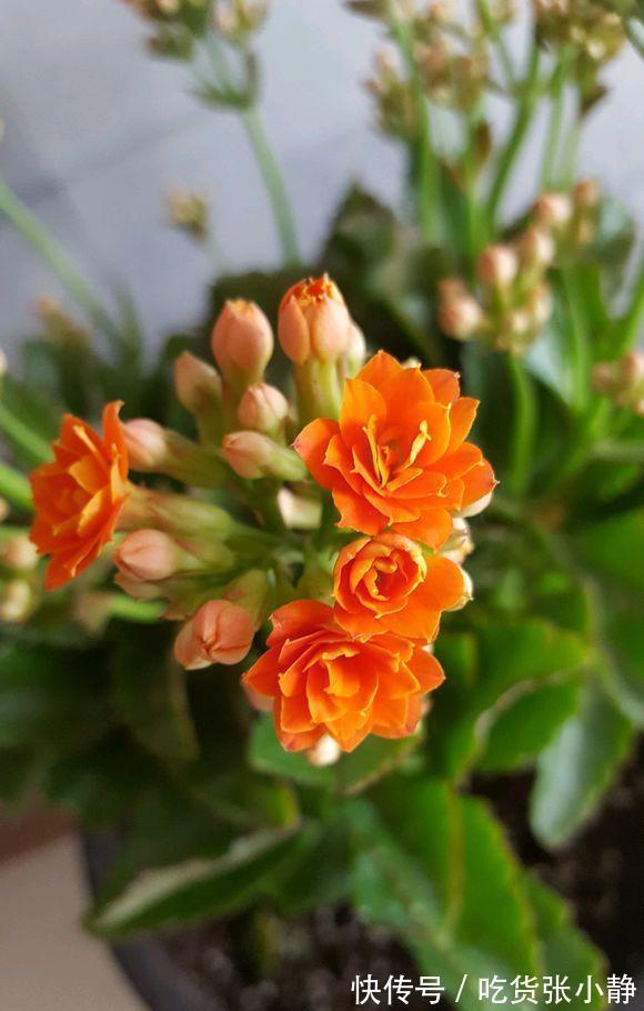 5种漂亮花,天冷多晒晒,越晒长得越健壮,花开得又多又大