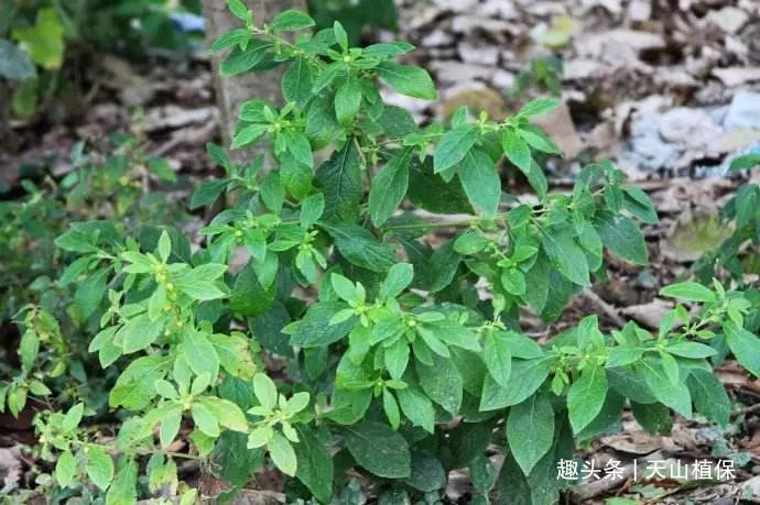 天名精|这野草很粘人,农民曾用它做猪饲料,殊不知叶子是治牙痛的良药!