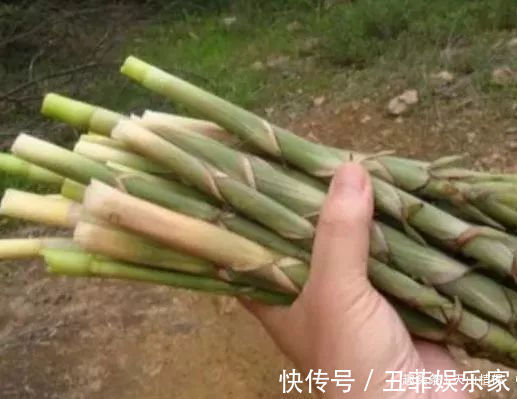 野菜|农村常吃的几种野菜,城里人当“稀罕货”,10元一斤不一定买得到