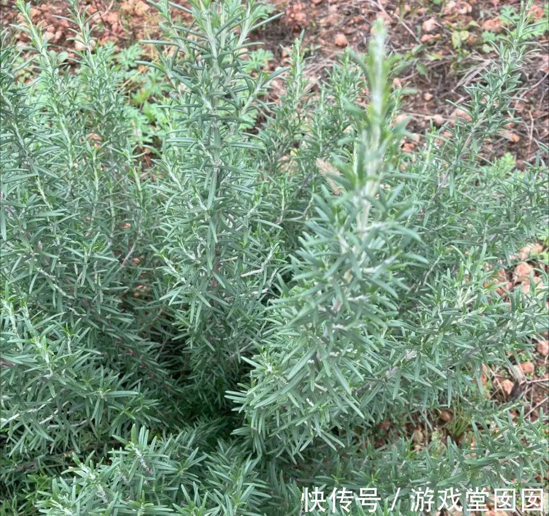 6种香草盆栽,掐个叶子就能吃,味道清香四溢!