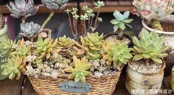 春天盆栽花卉多见雨水露水,快速爆盆长势旺