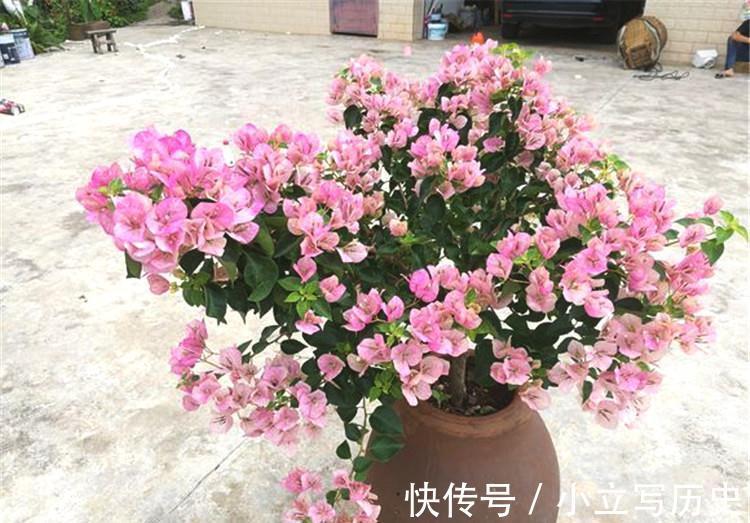 天冷了,15种漂亮花喜欢“大太阳”,多晒长得壮,花更多