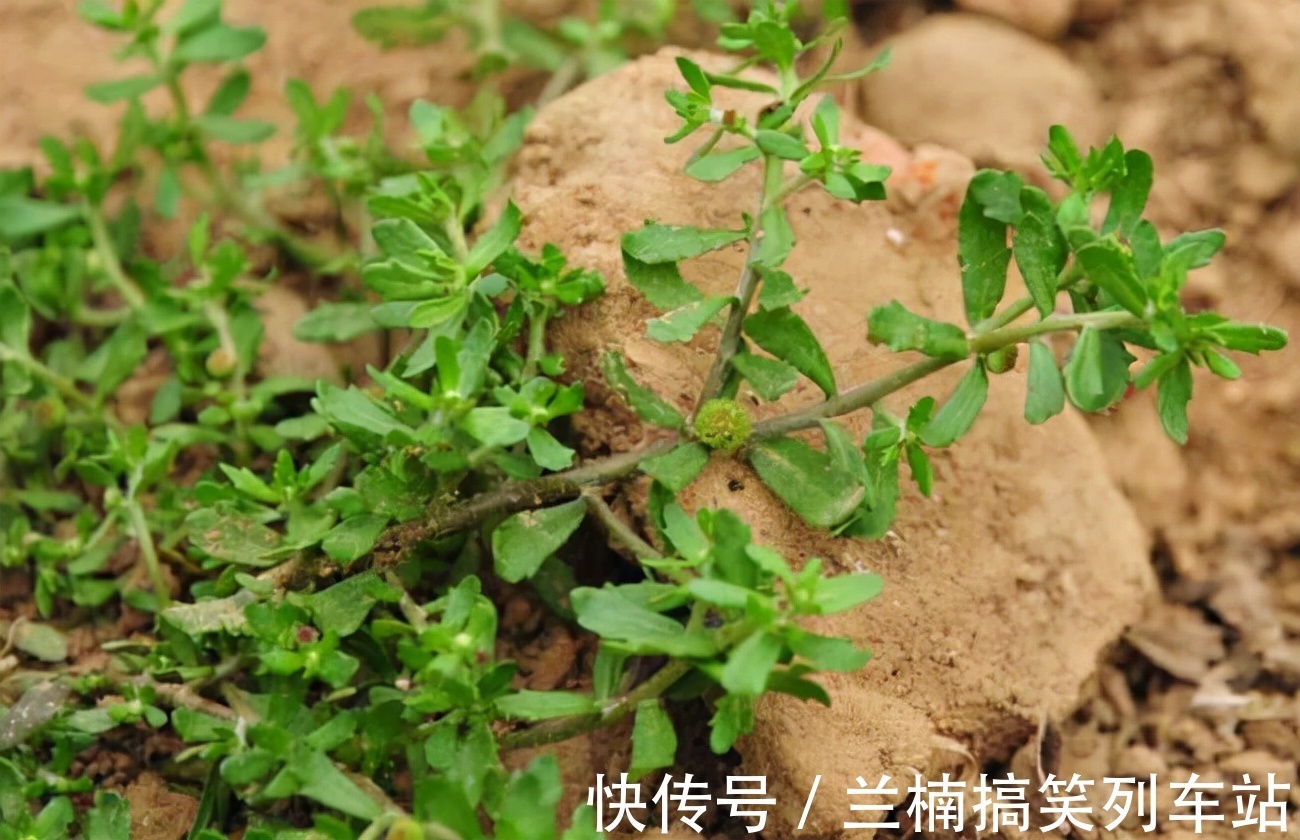 老农民们|农村路边随处可见的野草，不起眼却对鼻炎有奇效，都认识下