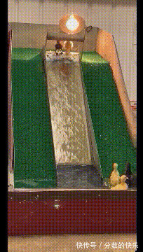 |搞笑GIF趣图:说真的,我活得竟不如这些鸭子自在