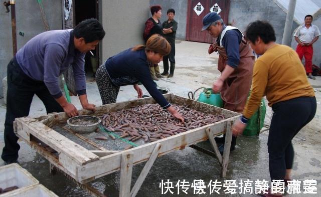 脂肪含量|它是“平民海参”,常吃滋补肝肾,一斤才10块钱,不懂吃真可惜!