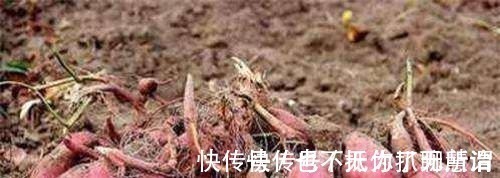 亩产!他冒死从国外偷回一根藤,让清朝人口增长三亿,至今仍被后世纪念