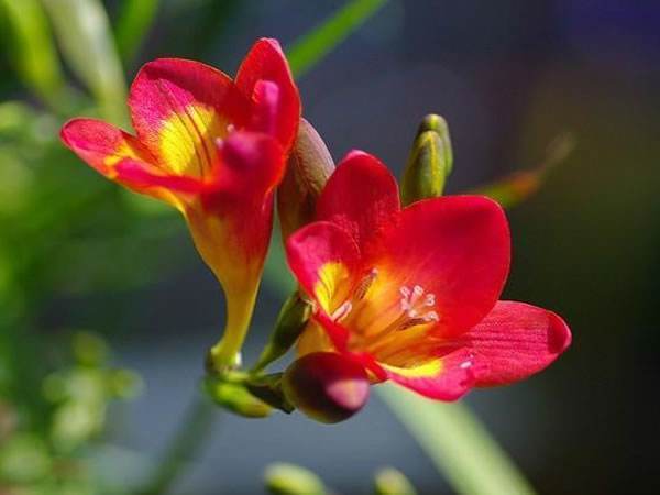 此几款花便宜又好养,花色多还漂亮,养在家里生机勃勃,绚丽多彩