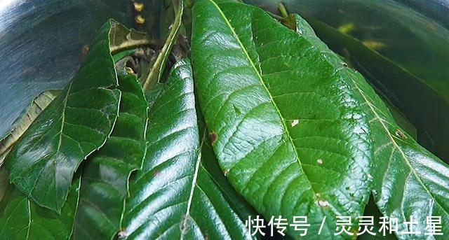 冬季农村人不买枇杷膏，多采这个食材，就能熬大一罐，舒心过冬！
