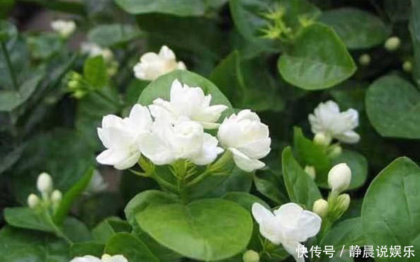 4种“瘦身又美容”的花，好养又漂亮，在家养1盆，赏花又变美，值
