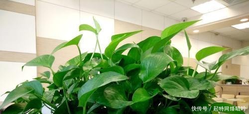 绿萝|这种食品过期了别丢,给绿萝、吊兰“吃”,10年不黄叶!