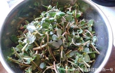 农村|农村常见的6大野菜排名,看看你吃过哪几种!