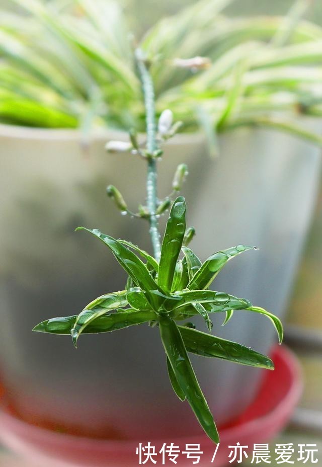 为了一盆花,家人关系彻底破裂,花有什么错?