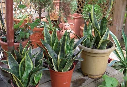 上档次|适合在屋里养的4种花,吉祥又上档次,最重要的是对身体好