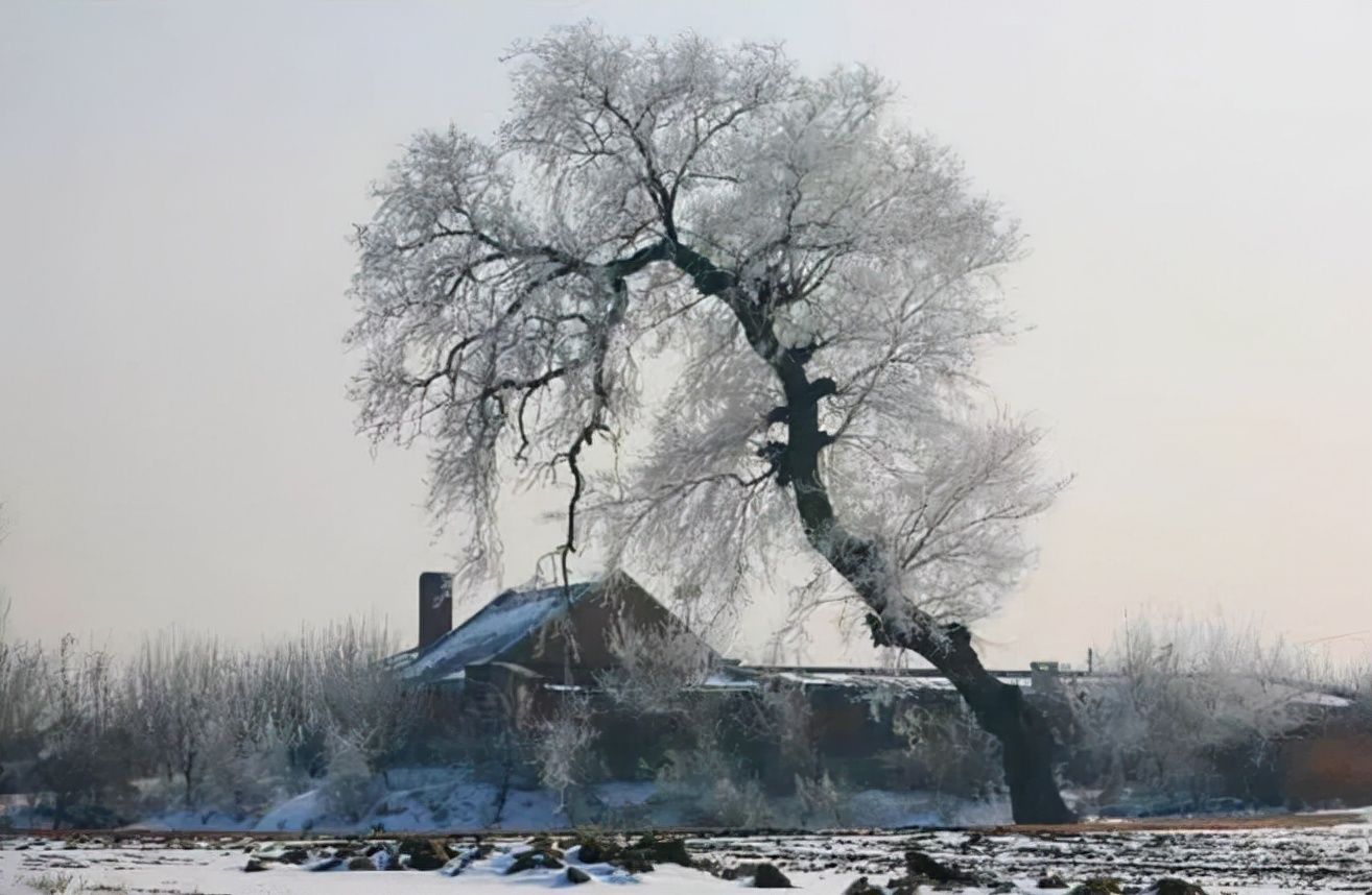 萧军$萧红:两次怀孕时改嫁,却没有留下一个后代,死时落寞凄惨