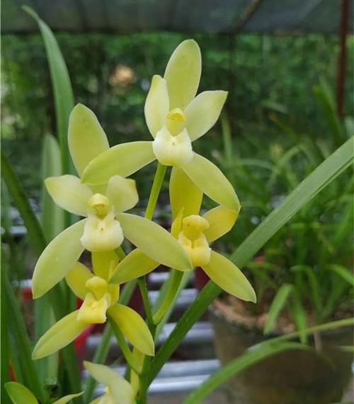  朱德素|此兰是素心“第一花”，每年可开4次，花苞又大又香，是养兰首选