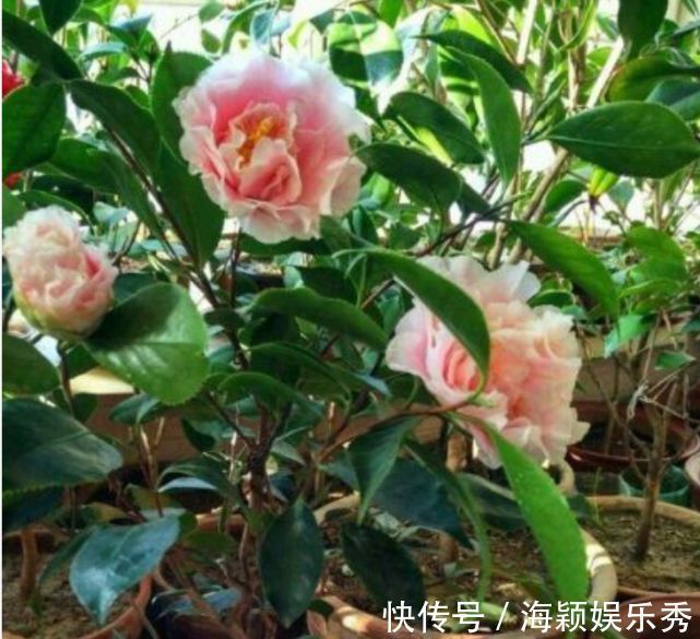 4种漂亮花,别乱浇水,水越多开花越少,旱着养反而长得旺