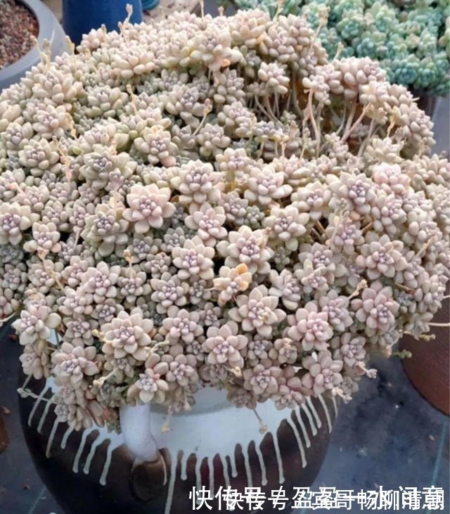 玉树|花盆越浅,开花越多,不信你试试!花盆越浅,开花越多,不信你试试!