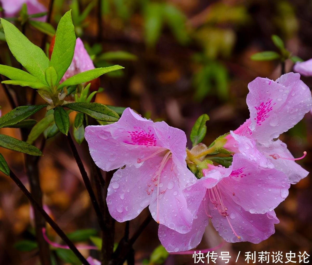 6种平价年宵花,适合大众消费,看看哪个适合你家