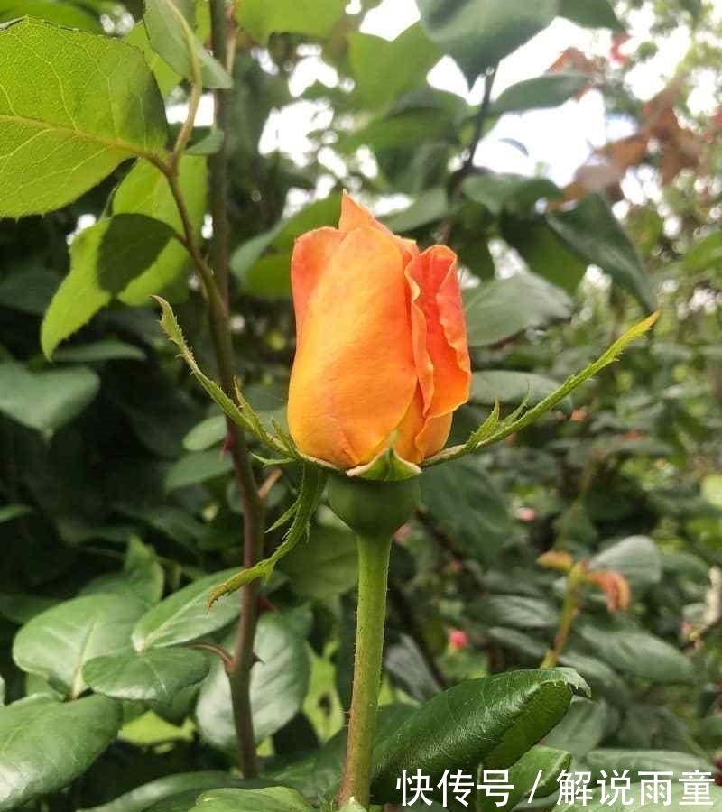 如何让月季变得更加粗壮？月季壮苗大法，让月季苗壮、花多、枝粗