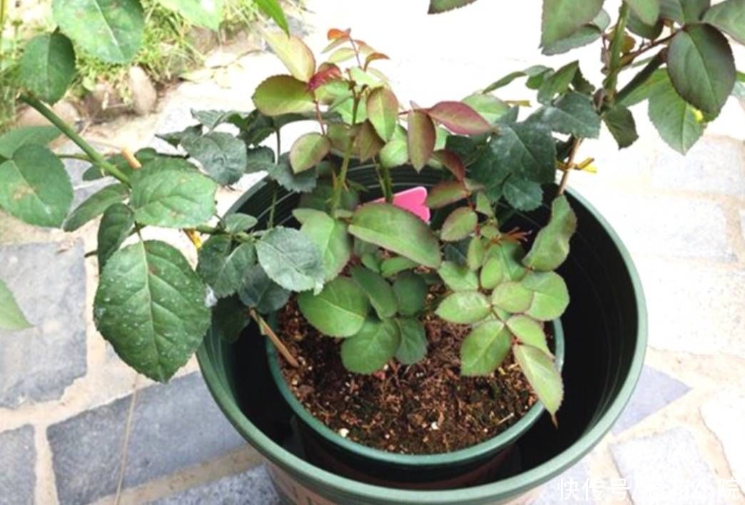 秋天|秋天给花卉换盆，4个关键点要注意，否则也是难服盆