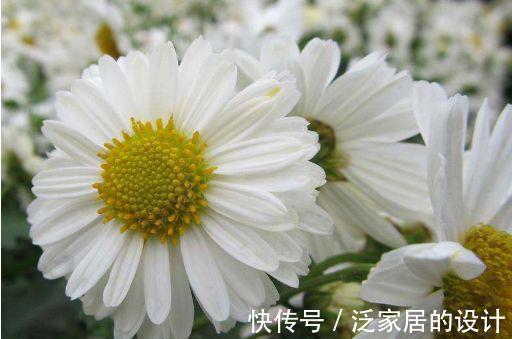 颜值担当|从8月31日开始,家养此款花卉,花色柔美,开花色泽鲜艳