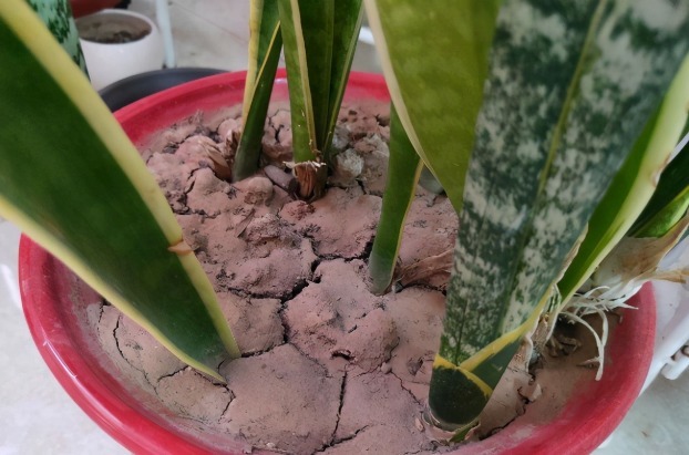 发酵|花盆土发硬,加上一碗水,轻松解决,土壤疏松肥力足