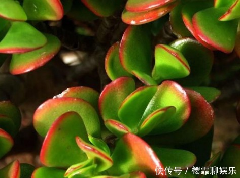 粉色|新手养花,不如养盆花中精品“香格里拉”,花开美艳,格外艳丽