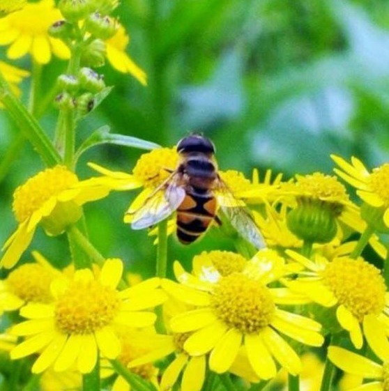 打油诗$唐朝最“烂俗”的一首诗打油诗都不如,却写出最雅千古名句