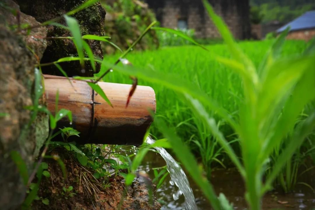 烟雨蒙蒙|初夏，最美不过天台白鹤的烟雨