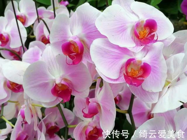 过年买的蝴蝶兰开败后别扔,简单几步处理,养好可以开花多年