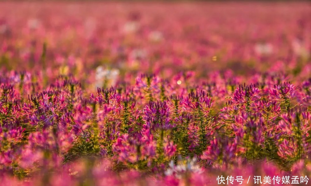 春雨到来，百花盛开！来一场鸟语花香的节后错峰游吧～