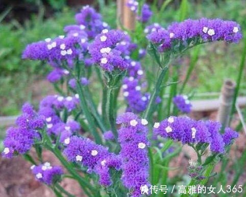 50种植物花语,不要再傻傻送错花了