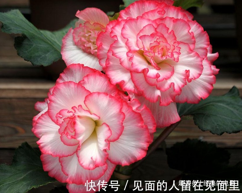 此花花大色艳，白中泛红的花朵仿佛美丽女人的脸庞，寓意为苦恋