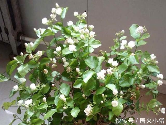 养茉莉花，只用了一个小诀窍，花开的又多又香，太赞了