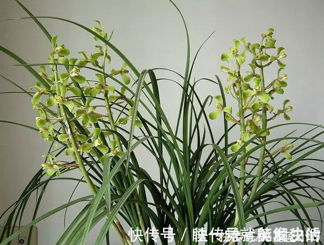 养好蕙兰“四要素”缺一不可,特别记住最后一点,买家没有卖家精